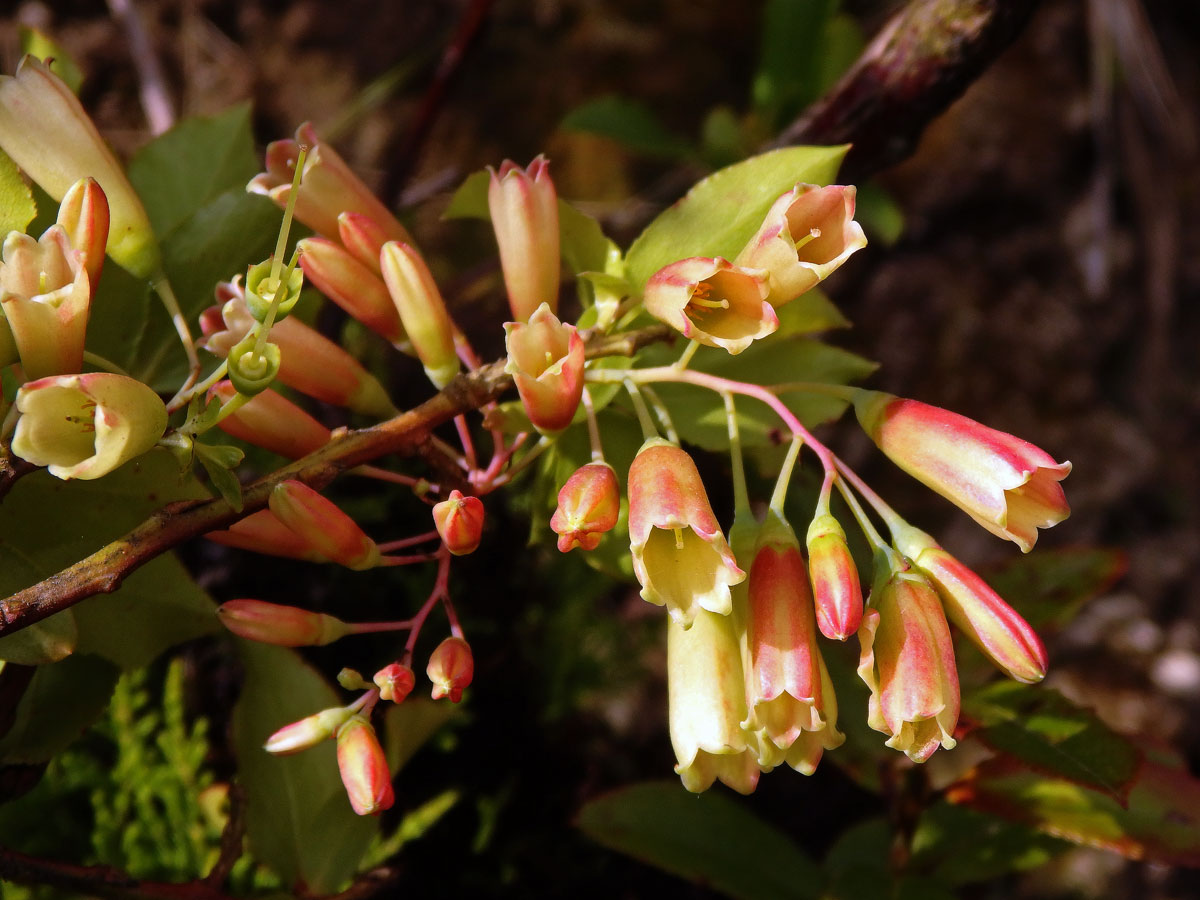 Brusnice (Vaccinium cylindraceum Sm.)