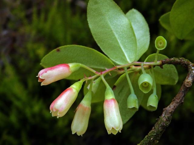 Brusnice (Vaccinium cylindraceum Sm.)