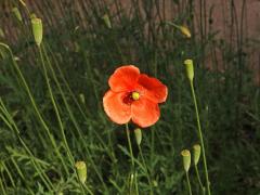 Mák pochybný (Papaver dubium L.)