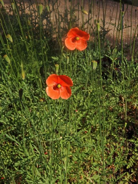 Mák pochybný (Papaver dubium L.)