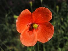 Mák pochybný (Papaver dubium L.)