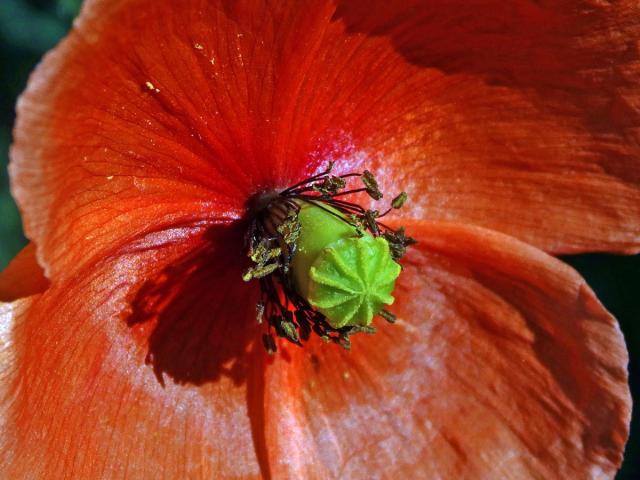 Mák pochybný (Papaver dubium L.)