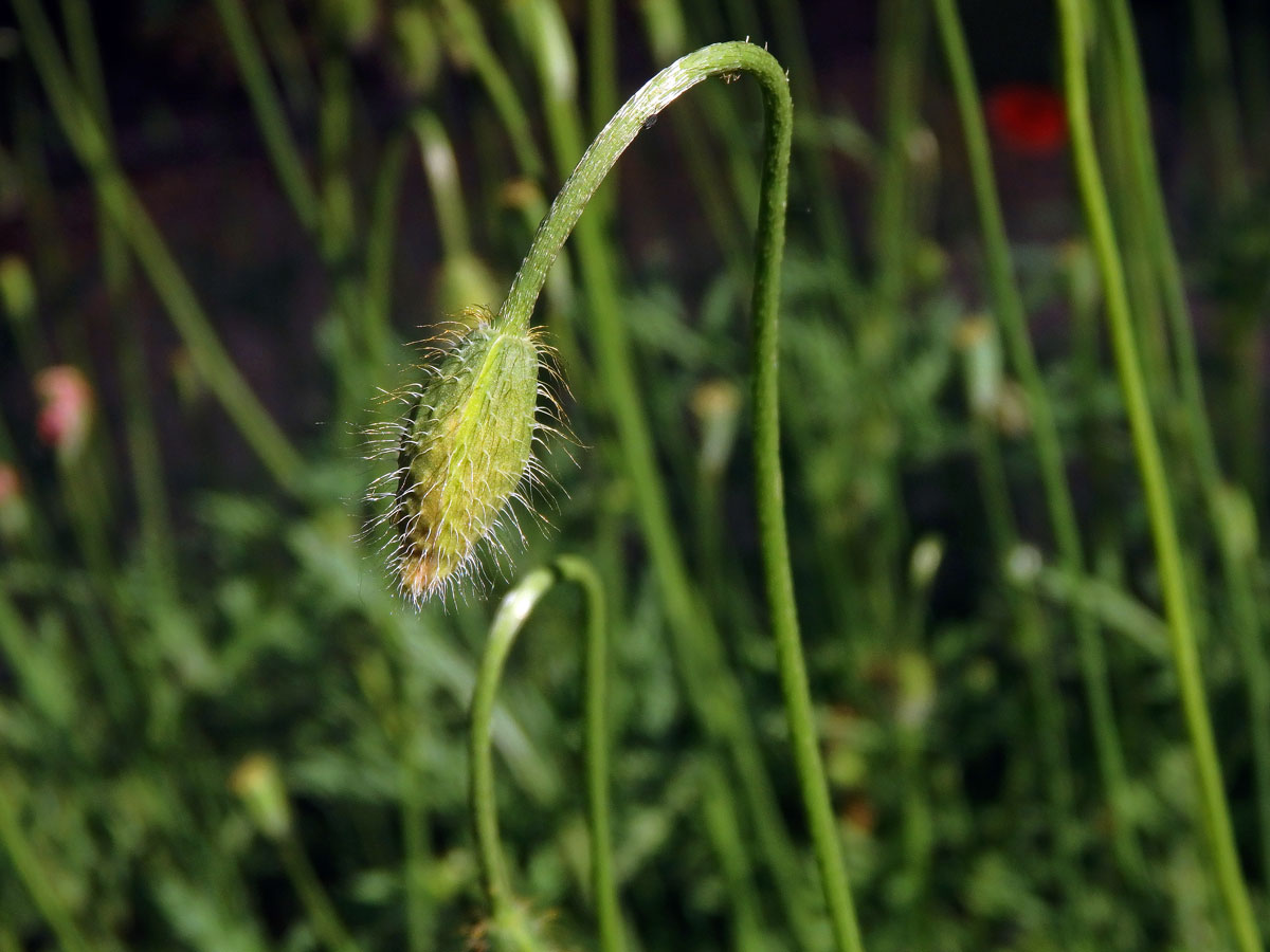 Mák pochybný (Papaver dubium L.)