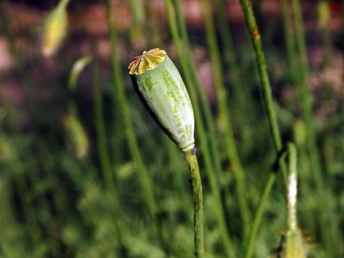 Mák pochybný (Papaver dubium L.)