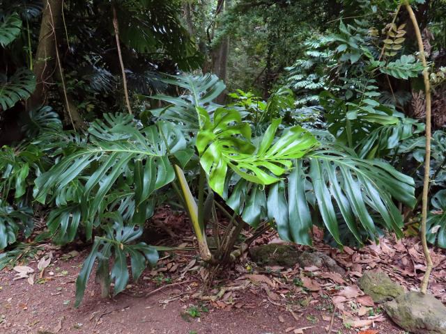 Monstera skvostná (Monstera deliciosa Liebm.)