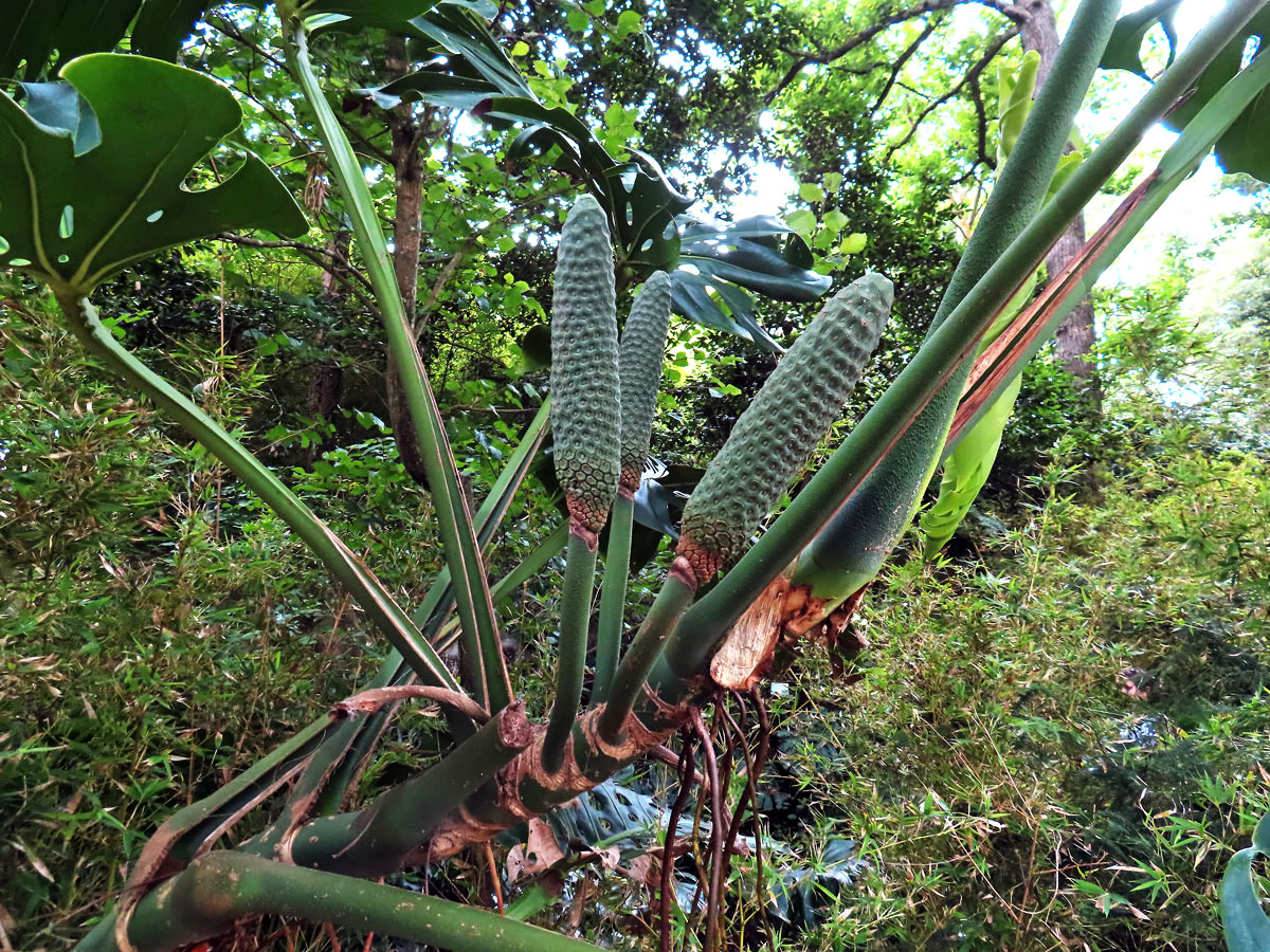 Monstera skvostná (Monstera deliciosa Liebm.)