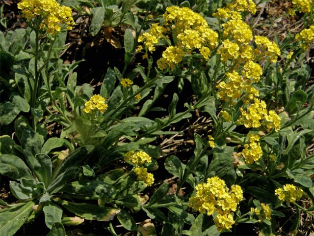 Tařice skalní (Aurinia saxatilis (L.) Desv.)