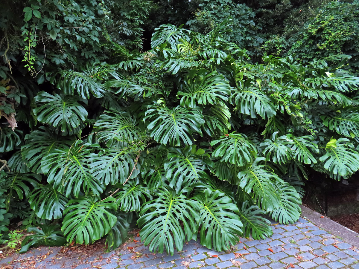 Monstera skvostná (Monstera deliciosa Liebm.)