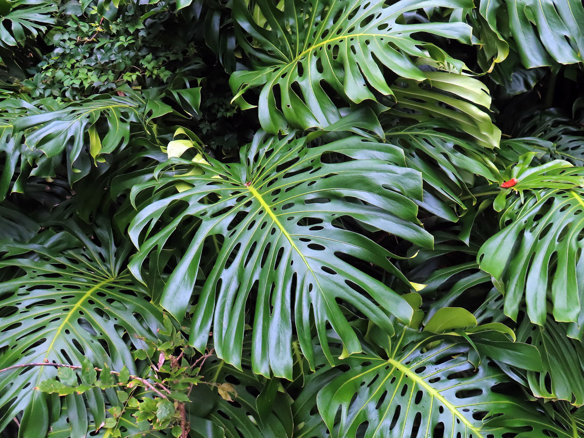 Monstera skvostná (Monstera deliciosa Liebm.)