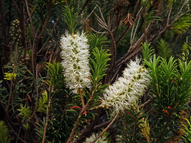 Melaleuca armillaris (Sol. ex Gaertn.) Sm.