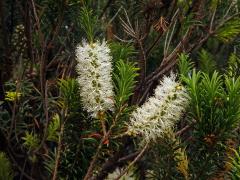 Melaleuca armillaris (Sol. ex Gaertn.) Sm.