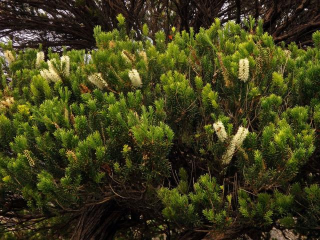 Melaleuca armillaris (Sol. ex Gaertn.) Sm.