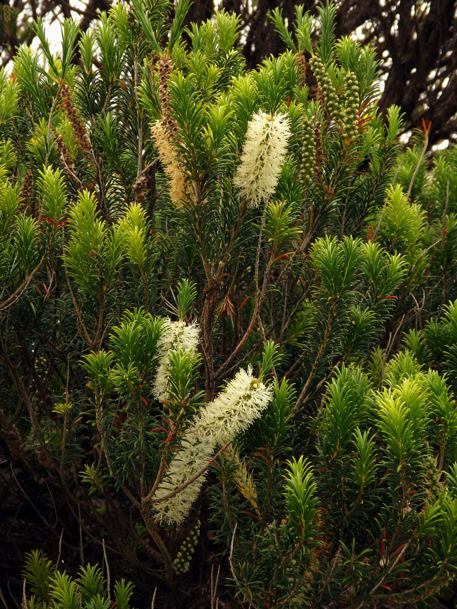 Melaleuca armillaris (Sol. ex Gaertn.) Sm.