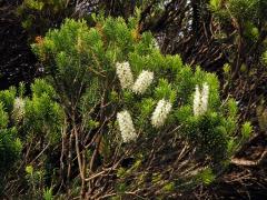 Melaleuca armillaris (Sol. ex Gaertn.) Sm.