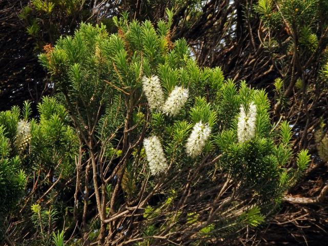 Melaleuca armillaris (Sol. ex Gaertn.) Sm.