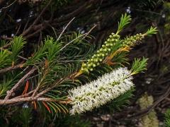 Melaleuca armillaris (Sol. ex Gaertn.) Sm.