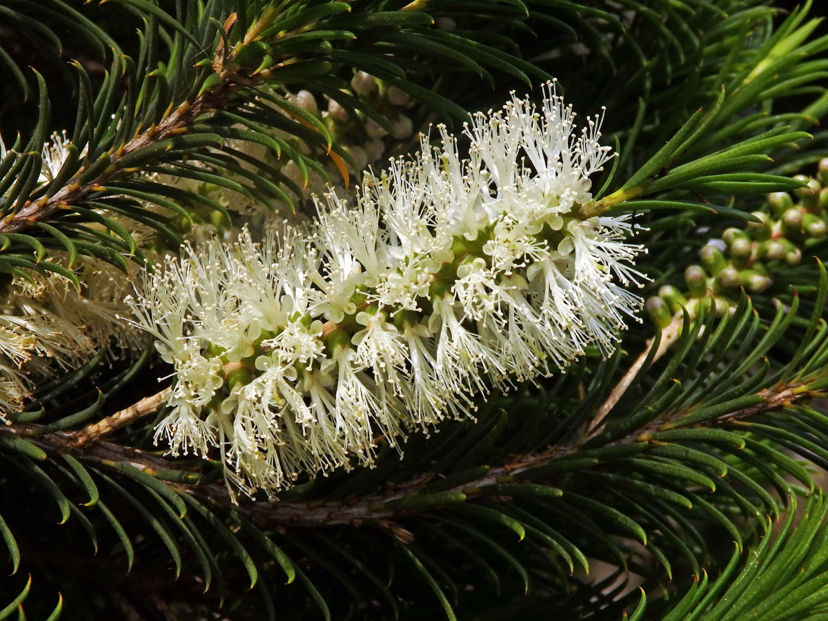 Melaleuca armillaris (Sol. ex Gaertn.) Sm.