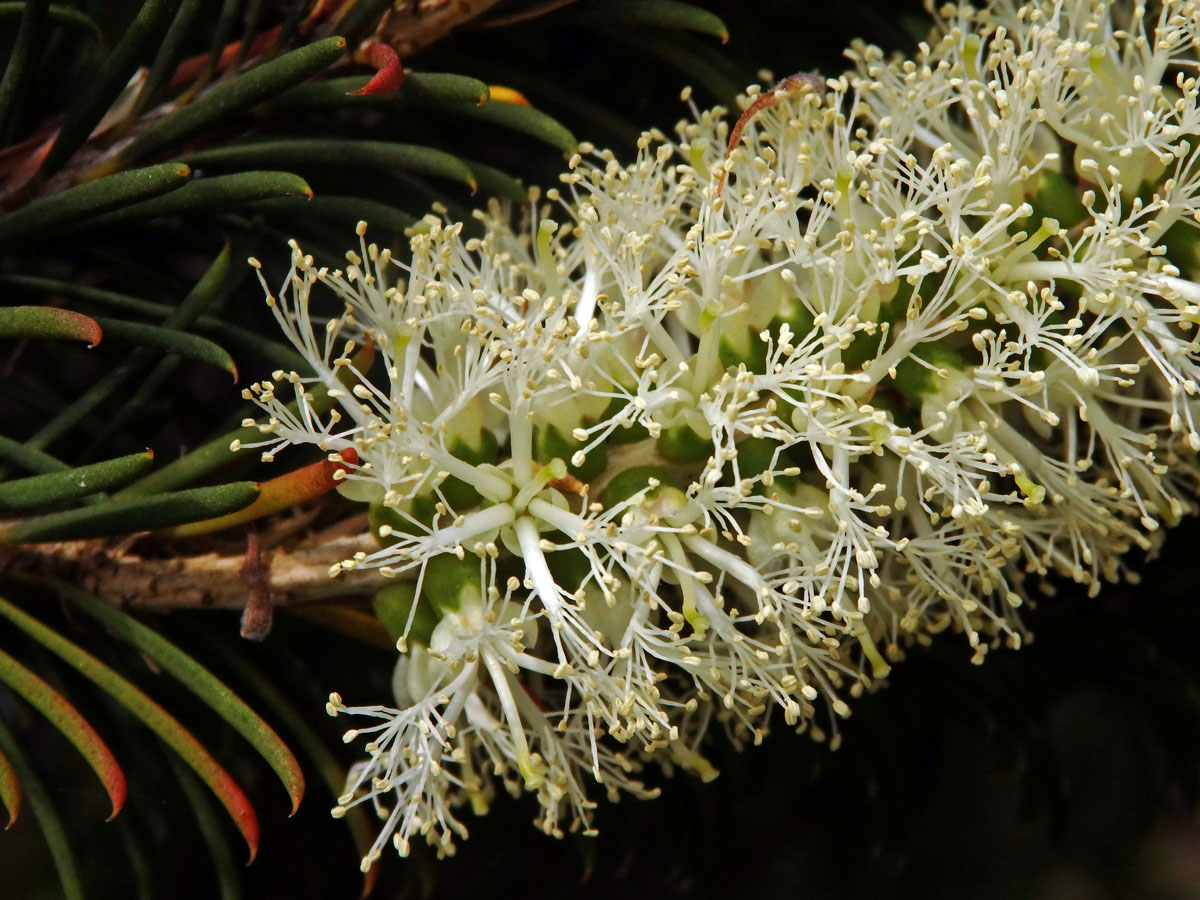 Melaleuca armillaris (Sol. ex Gaertn.) Sm.