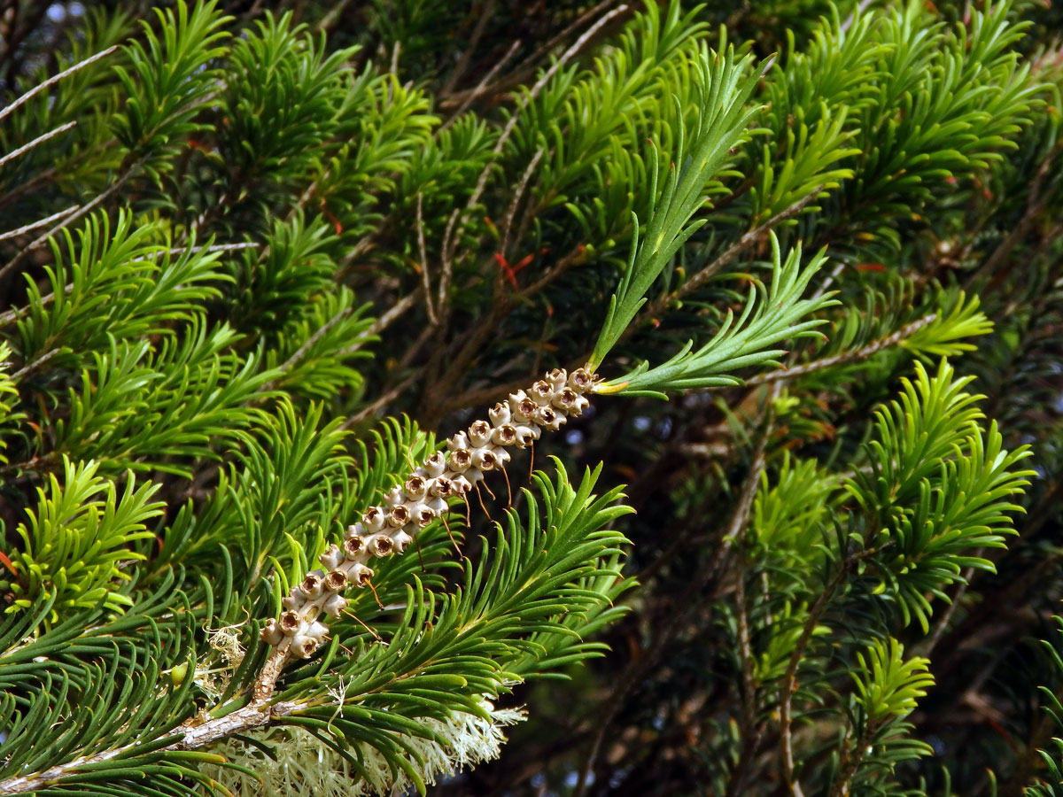 Melaleuca armillaris (Sol. ex Gaertn.) Sm.