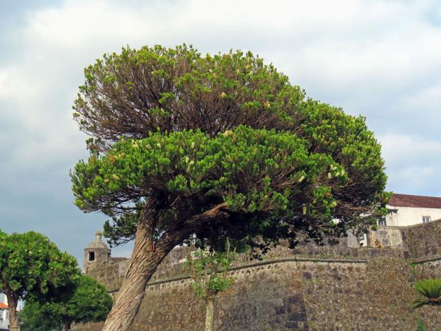 Melaleuca armillaris (Sol. ex Gaertn.) Sm.