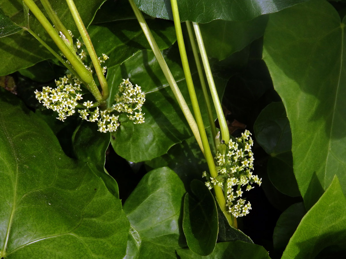 Škumpovník zákeřný (Toxicodendron radicans (L.) Kuntze)