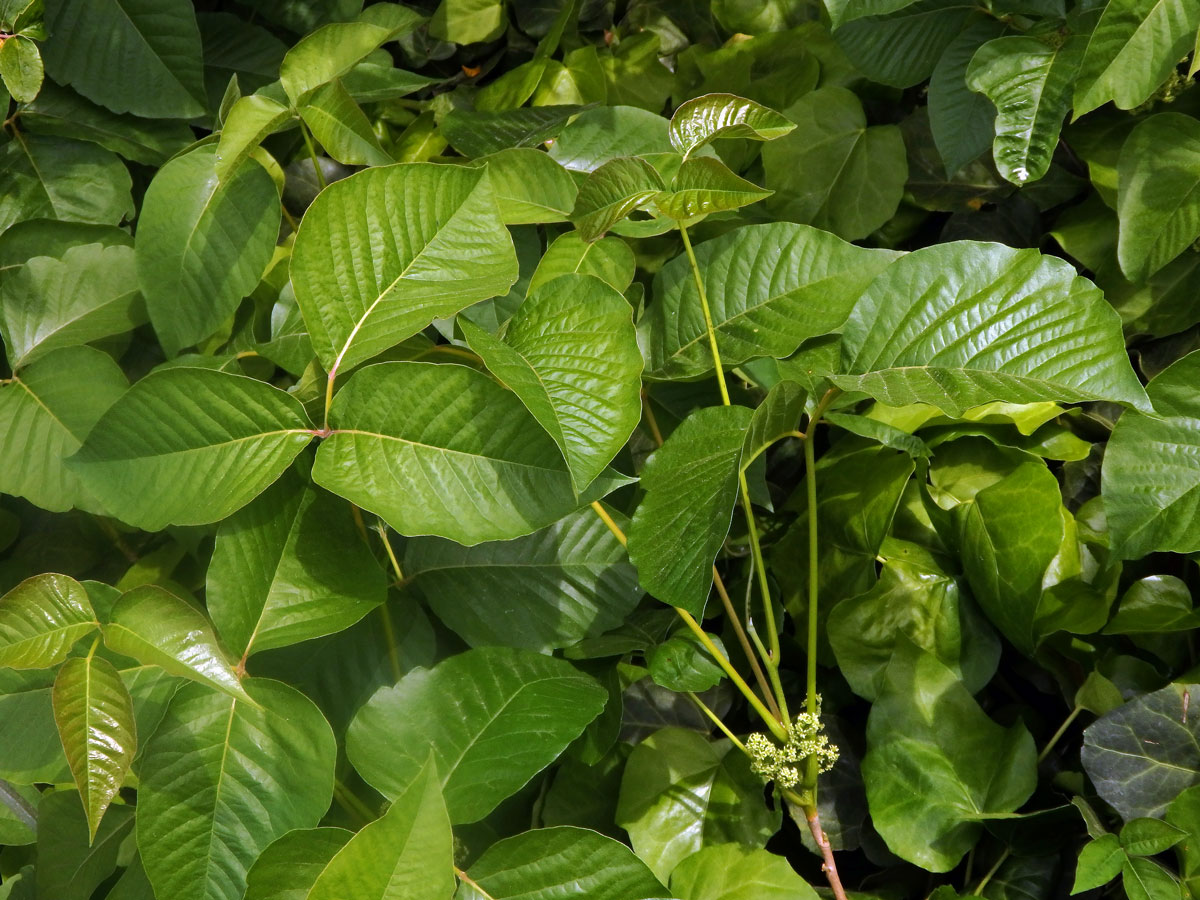 Škumpovník zákeřný (Toxicodendron radicans (L.) Kuntze)