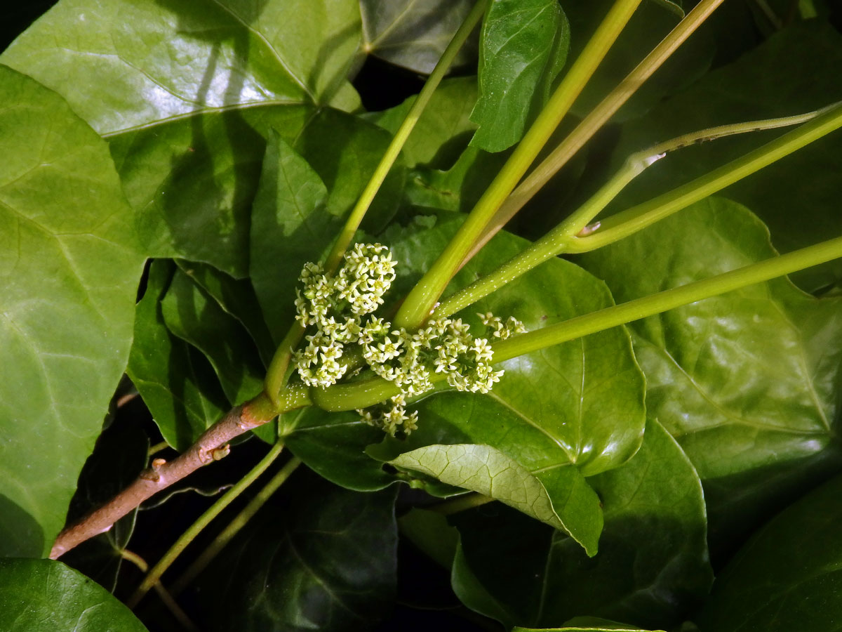 Škumpovník zákeřný (Toxicodendron radicans (L.) Kuntze)