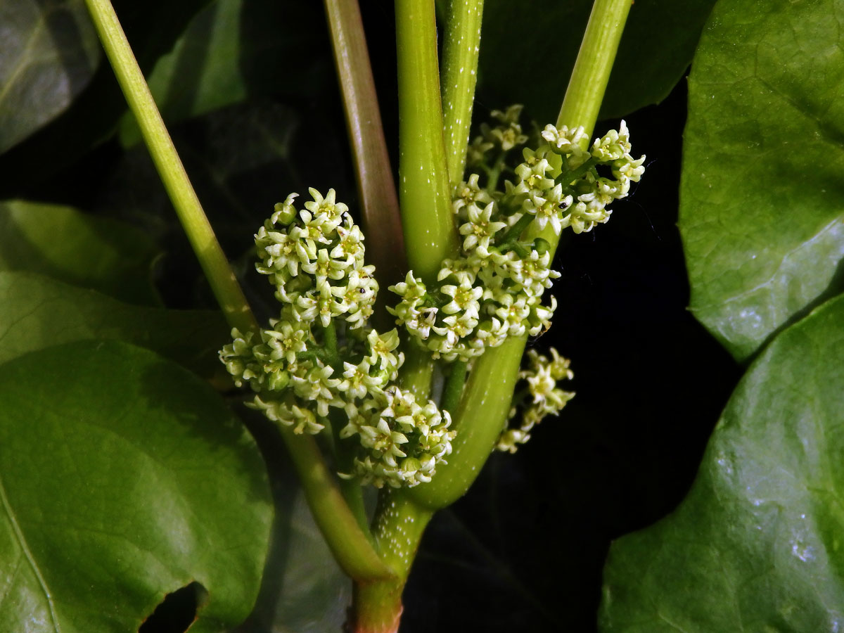 Škumpovník zákeřný (Toxicodendron radicans (L.) Kuntze)