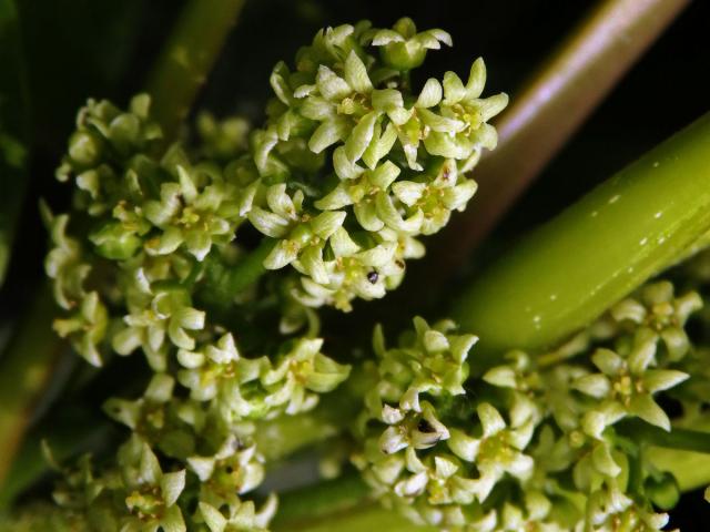 Škumpovník zákeřný (Toxicodendron radicans (L.) Kuntze)