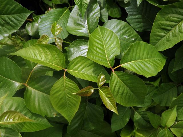 Škumpovník zákeřný (Toxicodendron radicans (L.) Kuntze)