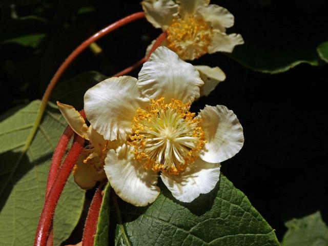 Aktinidie lahodná (Actinidia deliciosa (A. Chev.) C. F. Liang & A. R. Ferguson)