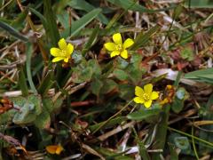 Třezalka (Hypericum elodes L.)