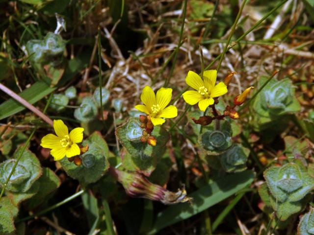 Třezalka (Hypericum elodes L.)