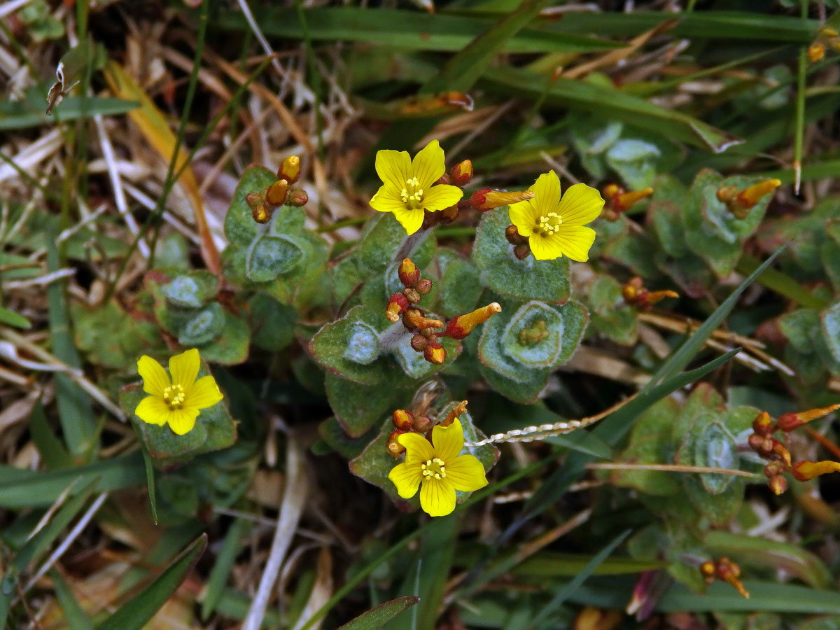 Třezalka (Hypericum elodes L.)