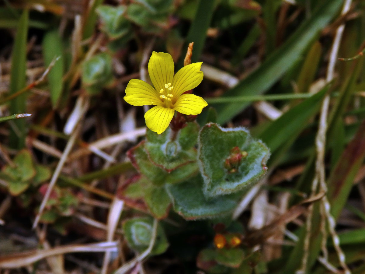 Třezalka (Hypericum elodes L.)