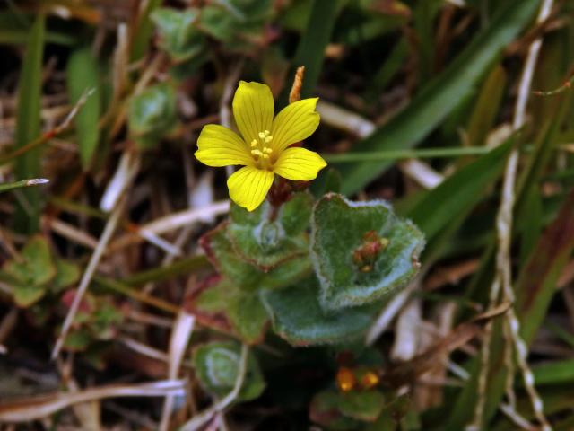 Třezalka (Hypericum elodes L.)