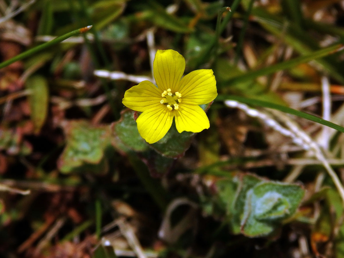 Třezalka (Hypericum elodes L.)