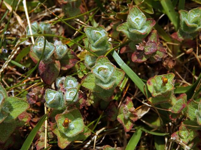 Třezalka (Hypericum elodes L.)