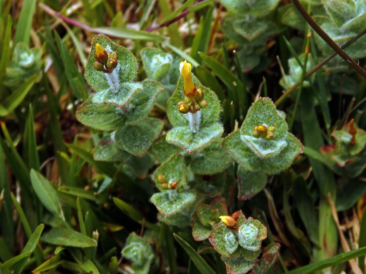 Třezalka (Hypericum elodes L.)