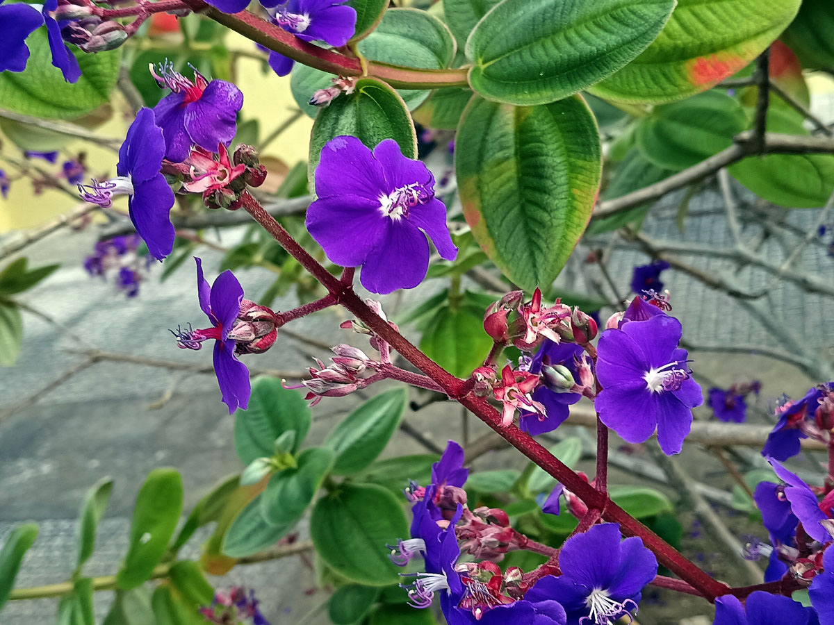 Tibouchina heteromalla Cogn.