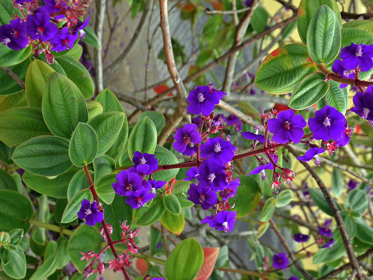 Tibouchina heteromalla Cogn.