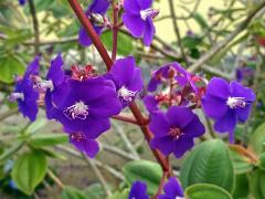 Tibouchina heteromalla Cogn.