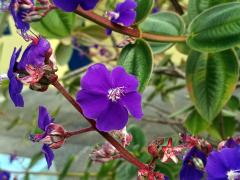 Tibouchina heteromalla Cogn.