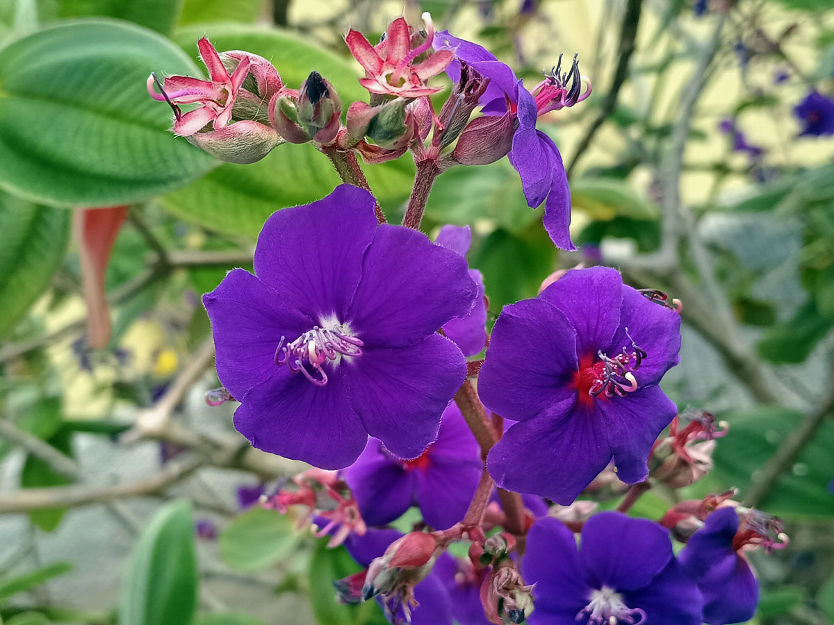 Tibouchina heteromalla Cogn.