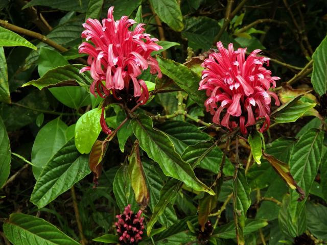 Justicie červená (Justicia carnea Lindl.)