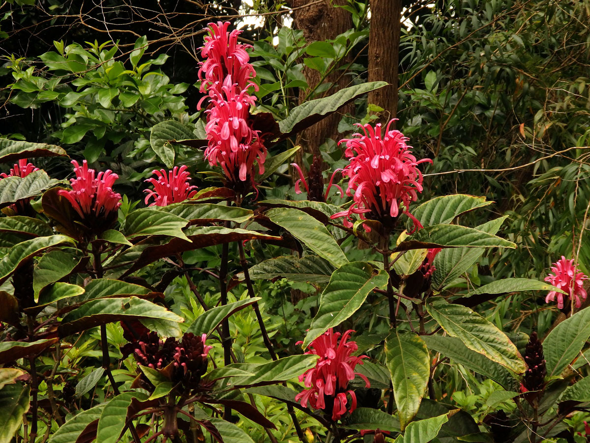 Justicie červená (Justicia carnea Lindl.)