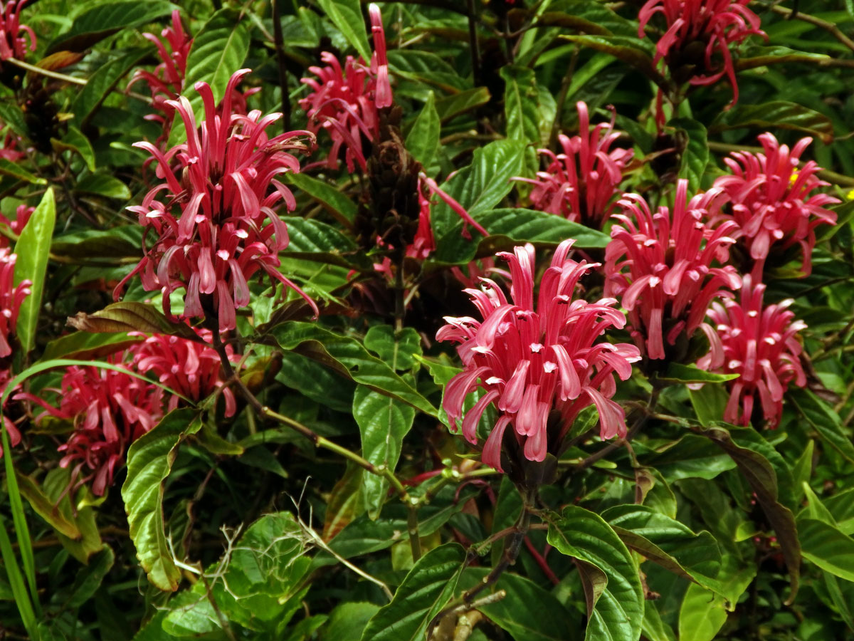 Justicie červená (Justicia carnea Lindl.)