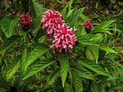 Justicie červená (Justicia carnea Lindl.)