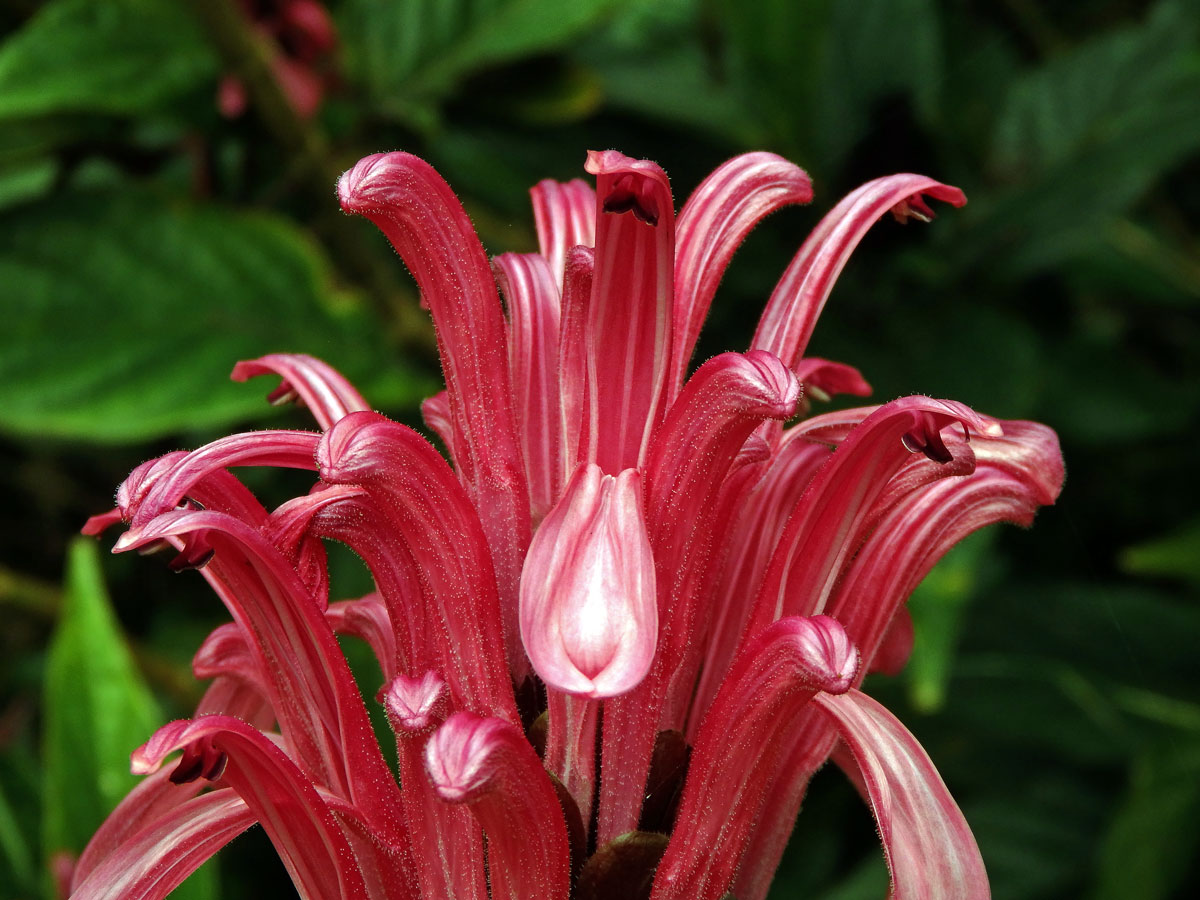 Justicie červená (Justicia carnea Lindl.)