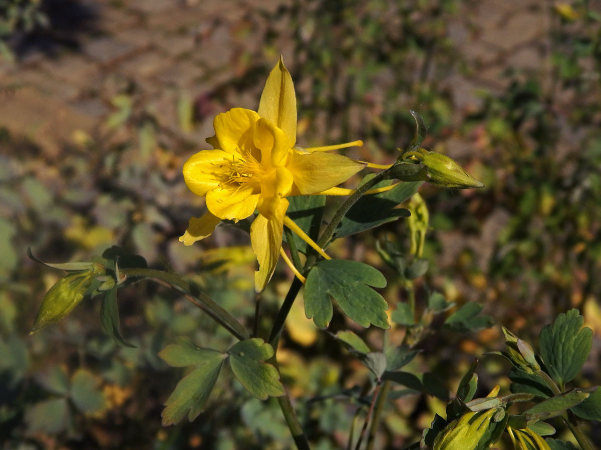 Orlíček zlatý (Aquilegia aurea Janka)